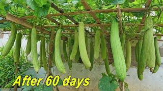 Growing Sponge Gourds in Rooftop Bags, Tips for Growing Sponge Gourds with Milk