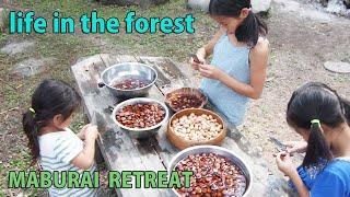 Self-Sufficiency, Forest Life, Rural Japan, Picking chestnuts, Harvesting Manchurian wild rice,