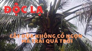 độc lạ  Bình Dương | cây dừa không có ngọn mà trái rất nhiều