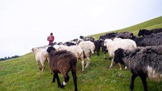 shepherd life of Nepal || Life in rural Nepal || Himalayan life of Nepal @shepherdlifeofnepal