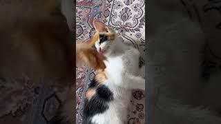 #김벼리 #리즈시절 #냥펀치 #cat #냥아치 #고양이 #고양이일상 #대답냥 #cute 