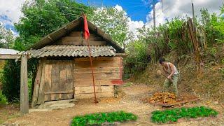 Young man: Leaving the city. Building a life in an old house, Growing vegetables, building a toilet