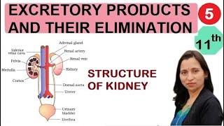 EXCRETORY PRODUCTS AND THEIR ELEMINATION | STRUCTURE OF KIDNEY |