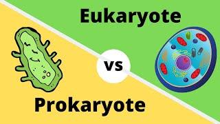 PROKARYOTES VS EUKARYOTES- How cells are different?