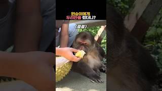 원숭이에게 두리안을 줬더니? #동물 #원숭이