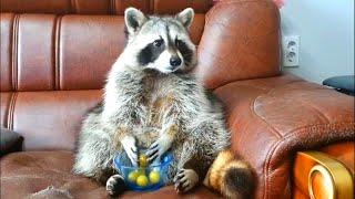 Raccoon  eating chex and watching tv - Unbelievable Moments - videos found on the internet