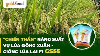 "Chiến thần" năng suất cho vụ lúa đông xuân - Giống lúa lai F1 GS55