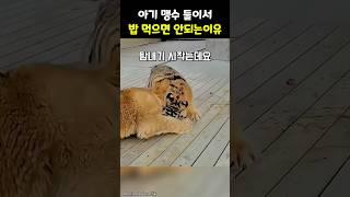 아기 호랑이와 사자가 같이 식사하면 벌어지는 일