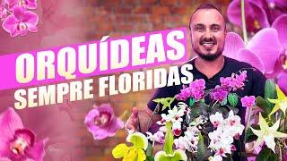 7 DICAS para ter ORQUÍDEAS sempre FLORIDAS | Descubra como cultivar