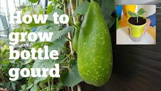 How to grow bottle gourd (Bangla kodu/lau)