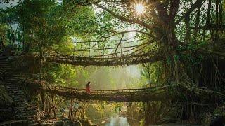 Meghalaya. Living Root Bridges.