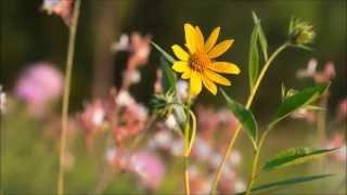 Forest Preserves of Cook County: Celebrating 100 Years