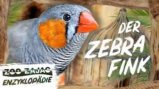 ZEBRAFINK | VOGELENZYKLOPÄDIE | ZOO ZAJAC