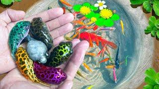 Catching Ornamental Tiny Pufferfish Nest In Colorful Surprise Eggs, Sailfish, Guppy Red, Betta Fish