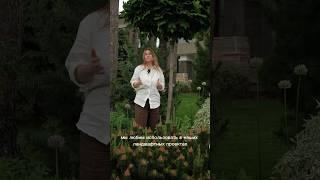 Часть 1. Небольшой обзор ассортимента на нашем объекте  #дизайнучастка #ландшафт #сад #ландшафт