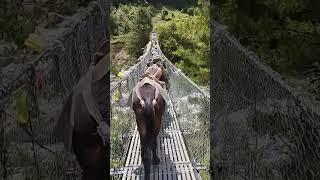 MULES #animal #mules #travel #nepalisong #solukhumbu #nature #bridge #sunilgiri #love
