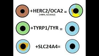 Genetic differences between green eyes, blue eyes, and blue eyes with an amber center (N=522)