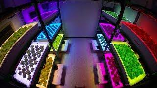 Growing Hydroponic Lettuce Under Red + Blue vs. Broad-Spectrum Lights
