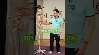 Эта мышца убивает вашу спину! #здоровье #спина #усталость