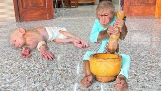 Smart Cutis takes care of baby monkey special way