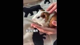 年轻过 我眼中小狗的样子 荷兰猪 萌宠出道计划 神奇动物在抖音 萌宠日常记录 @抖音小助手 @抖音热点宝 @抖音创作者中心 @DOU+上热门 @DOU+小助手