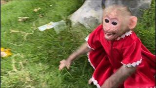 Monkey Baby Tom| Mother and tom morning together on the familiar lawn.  so cute