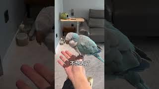貌似发现了胖胖的敏感点~#小鸟互动 #搞笑 #pets #birds #parrot #animals #cute #funny #治愈#shorts