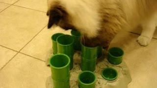Ragdoll Cats Figure Out Aikiou Stimulo Cat Feeding Station - ラグドール -- Floppycats