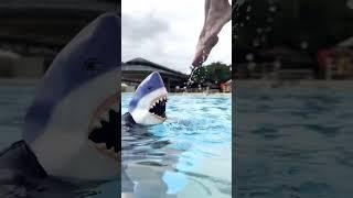 What if you see a shark in a swimming pool?  #oceanbluetree #slipnslide