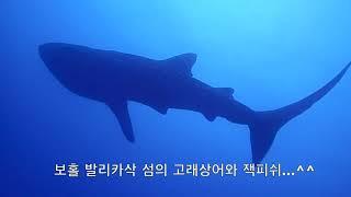DIVE  HOLIC  다이브홀릭  스쿠버 다이빙투어 발리카삭 다이빙  보홀다이빙  고래상어 저스트 다이브리조트