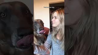 Funny dog