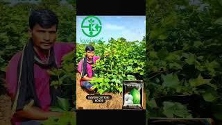 Kaveri New Cotton Hybrid: KCH36