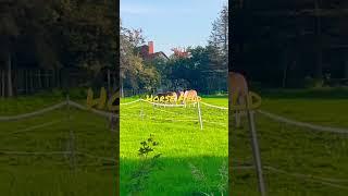 Horse  field#dresden#germany#Yedukondalu Gangisetty#europe#shorts#youtube#youtubeshorts#nature