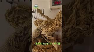 중앙턱수염도마뱀 #비어디드래곤  #도마뱀  #드래곤