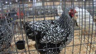 Standard Sized Fowl at the Ohio National Poultry Show