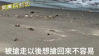 螃蟹行動車角眼沙蟹