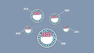 PCRM: Embryo Transfer