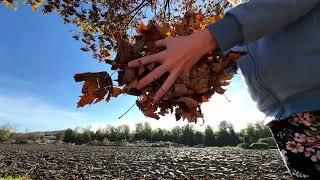 Autumn Herbst  Smartphone Handy iPhone Pro Max BRoll Footage