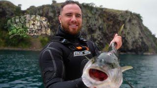 Spearfishing for Yellowtail Kingfish | Mercury Islands