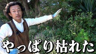 【10月現状】猛暑に耐えれなかった植物たち【カーメン君】【園芸】【ガーデニング】