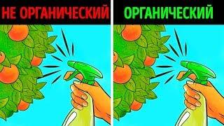 Органические продукты: правда или миф?