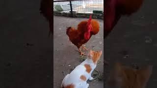 cock and cat fighting || funny video || #shorts #fyp #skmedia