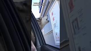 Dogs being idiots part 157 | Funny dogs compilation #funnydog #funnypet #cutedog #dog #dogsworld