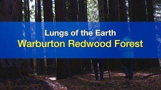 Building with Bowens | Lungs of the Earth - Warburton Redwood Forest