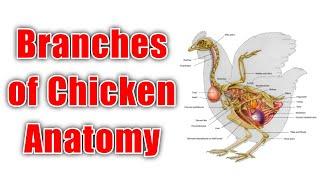 Branches of Chicken Anatomy | World of Poultry