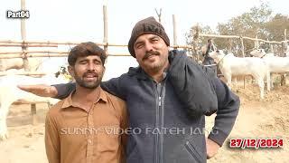 Today Domail Mandi Fatehjang Rate’s update27Dec2024-Part04Sunny Video Fateh Jang Cow Mandi 2024