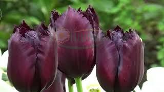 labrador tulips