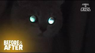 Ghost-seeing Cat Can't Eat Or Sleep, But Stares In The Air... l Before & After Ep 147