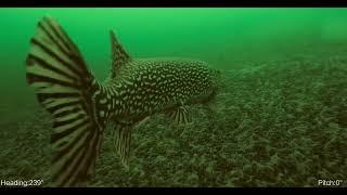 Giant Northern Pike