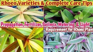 Rhoeo Plant Complete Care Tips |Rhoeo Varieties| Boat Lilly care| Propagation |Soilmix |Fertilizer